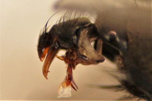 Leucophora personata